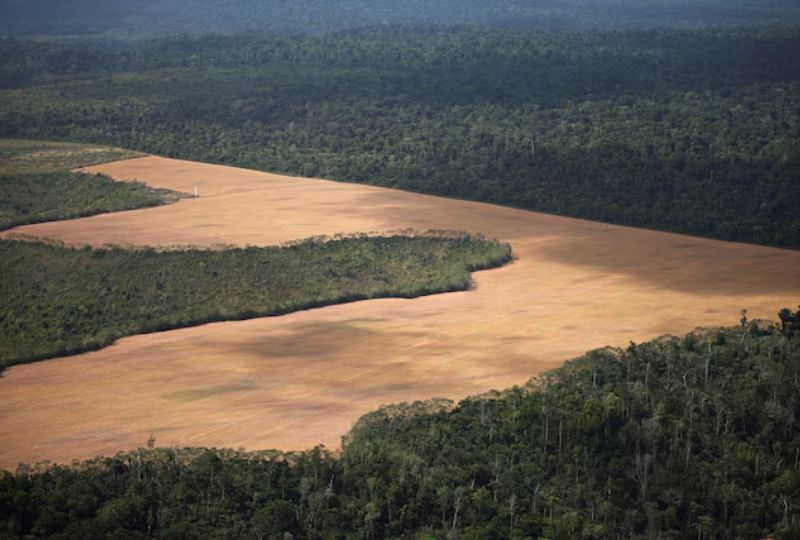 World News: Britain offering $541m loan to forest fund
